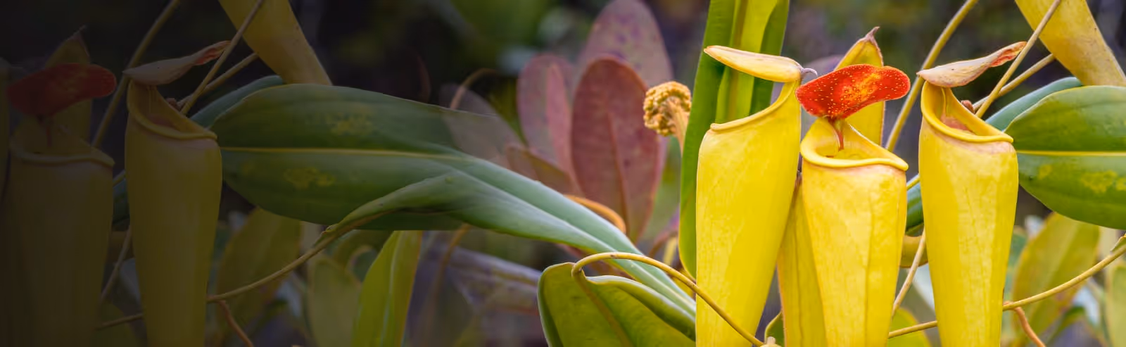 Tropical Pitcher Plants: How to Care for Nepenthes
