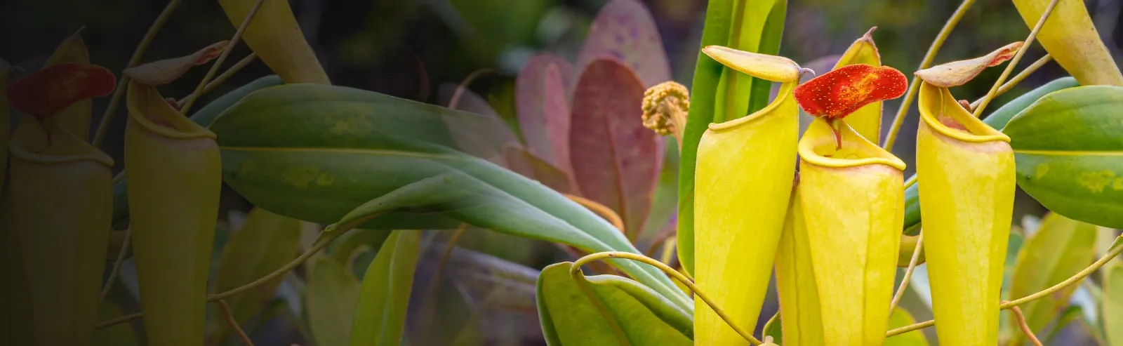 Tropical Pitcher Plants: How to Care for Nepenthes