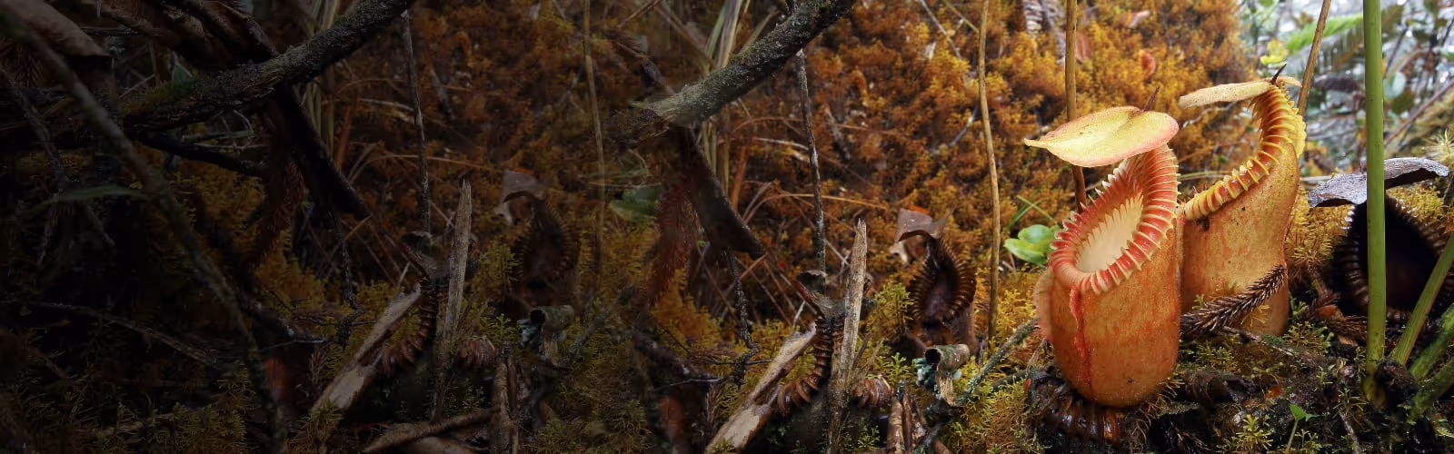 Nepenthes Interactive Guide: The Species Calculator