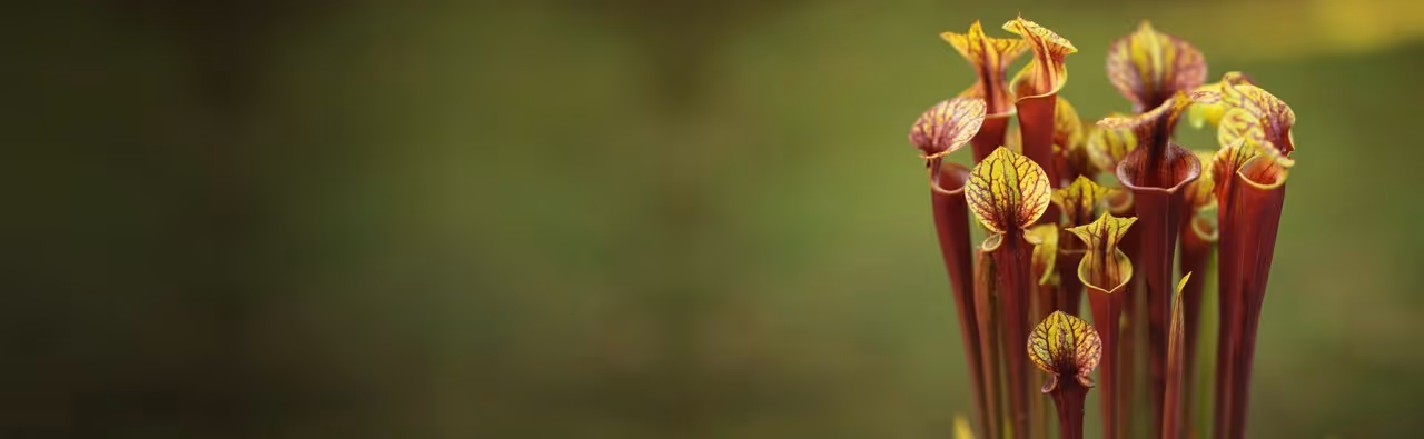 How to Grow Pitcher Plants: Sarracenia Care Guide