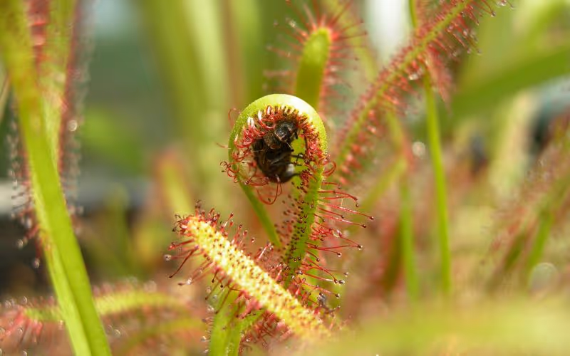 A cape sundew (Drosera capensis) enwraps a struggling fly.