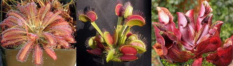 Carnivorous plants for beginners, from left to right - Drosera capensis, Dionaea muscipula, and Sarracenia purpurea. Courtesy of the ICPS.