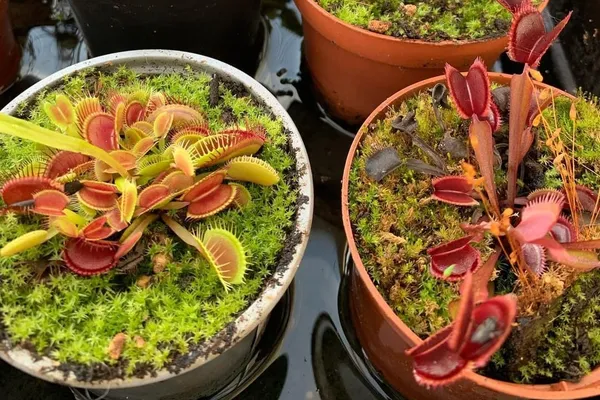Can I feed my Venus flytrap dead bugs?