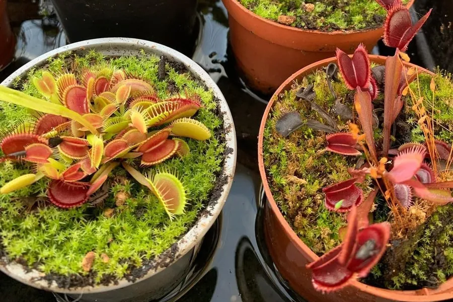 Can I feed my Venus flytrap dead bugs?