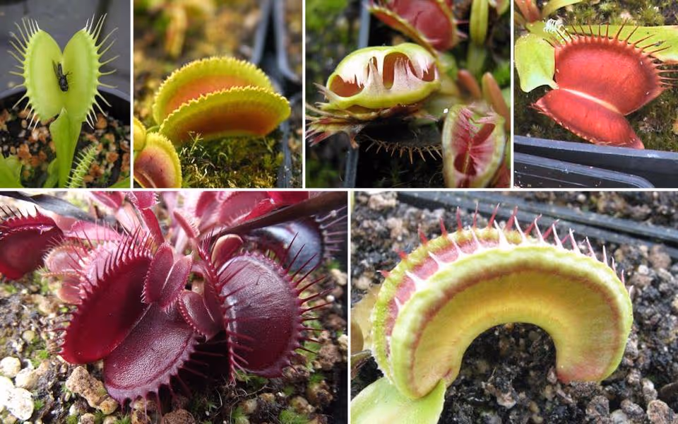 Dionaea cultivars, top: the all-green 'Justina Davis', the fine-toothed 'Sawtooth', the popular mutant 'Fused Tooth', and the huge 'Slack's Giant'. Bottom: the all-red 'Akai Ryu', and the bizarrely deformed 'Alien'.