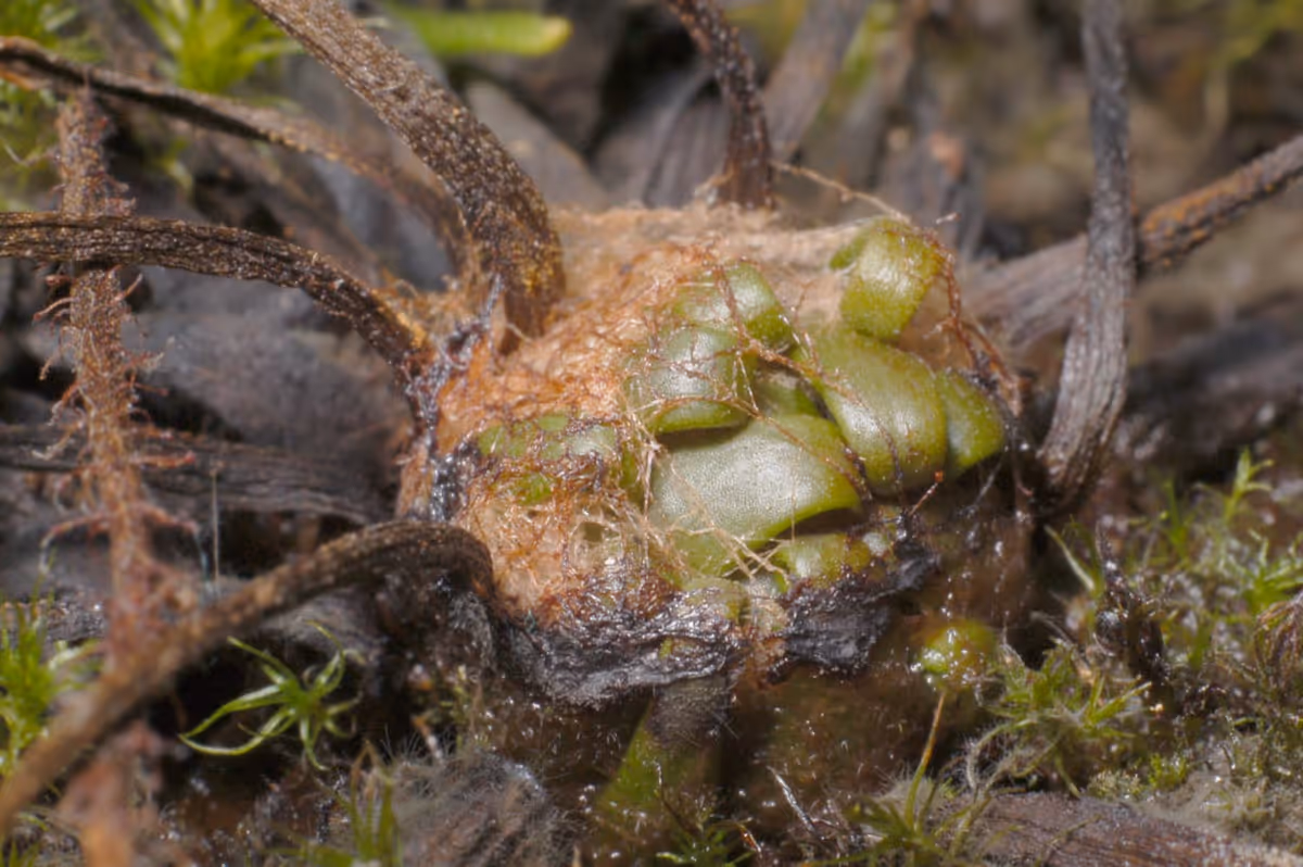 Drosera filiformis winter resting bud, by Michal Rubeš.
