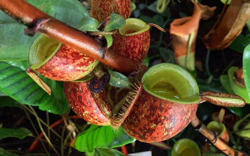 My 2019 visit to Christian Klein's nursery