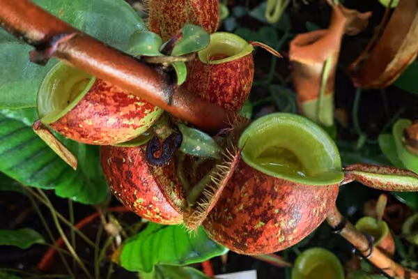 My 2019 visit to Christian Klein's nursery