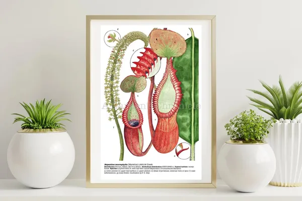 5 Gift Ideas for Carnivorous Plant Growers