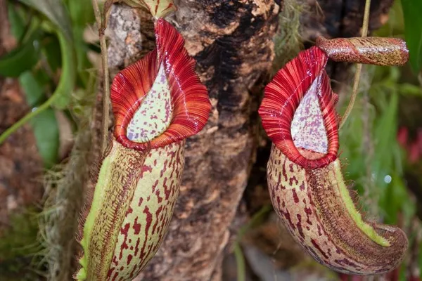 Growing Requirements of Nepenthes Hybrids