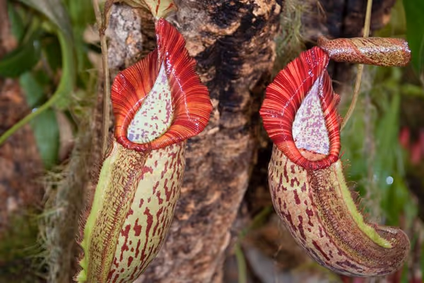 Growing Requirements of Nepenthes Hybrids