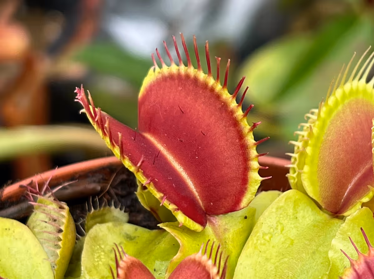 My healthy Venus flytrap, outside on a sunny day.