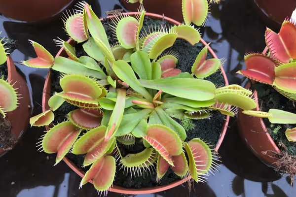 FAQ: What should I feed my Venus flytrap?