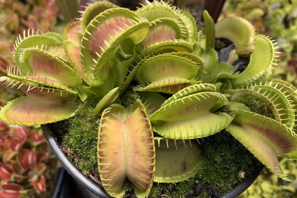 “How big can Venus flytraps get?” and other FAQs