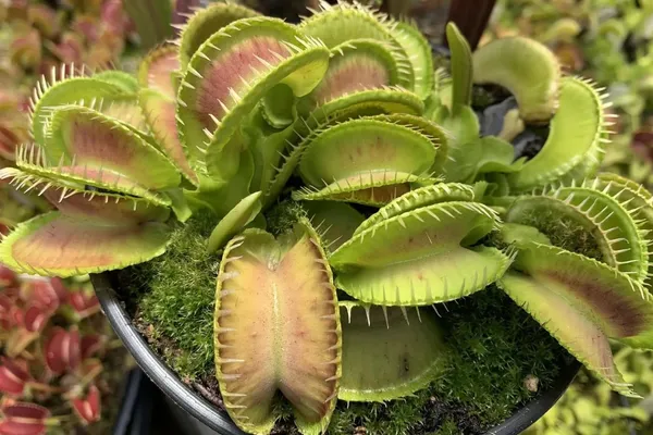 “How big can Venus flytraps get?” and other FAQs