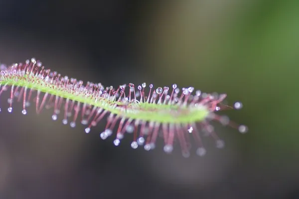 FAQ: How did carnivorous plants evolve?