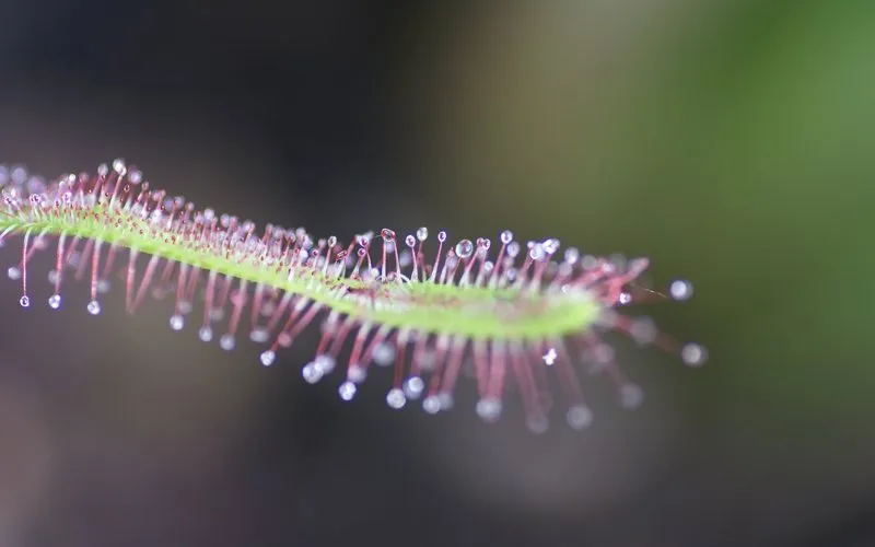 FAQ: How did carnivorous plants evolve?