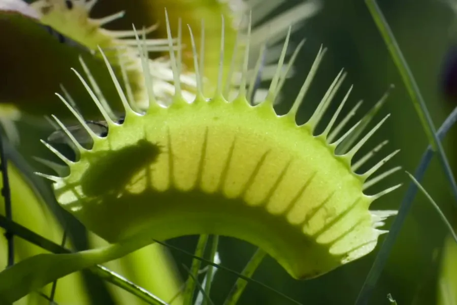 FAQ: How do Venus flytraps work?