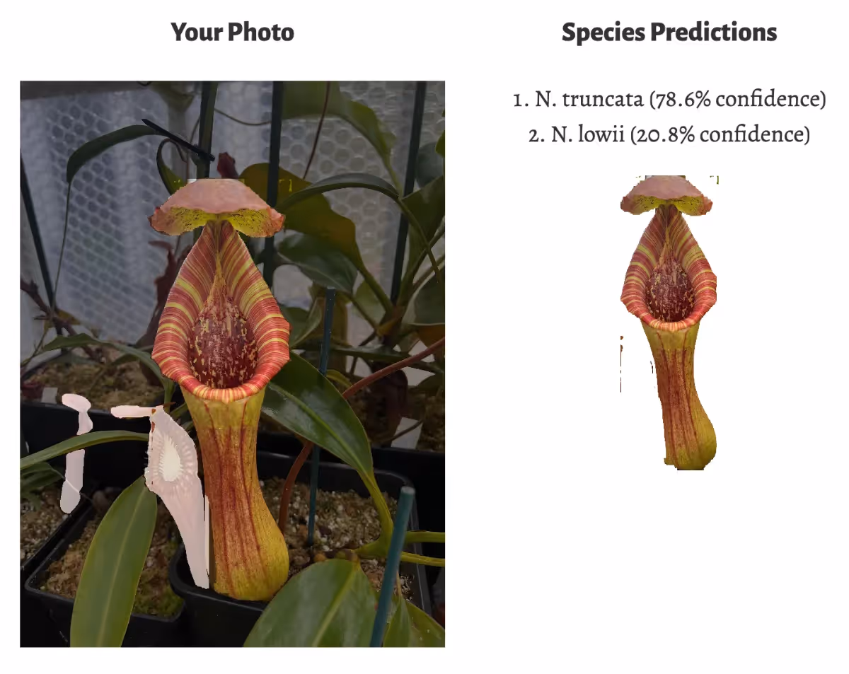 Identification of N. lowii x truncata parent species.