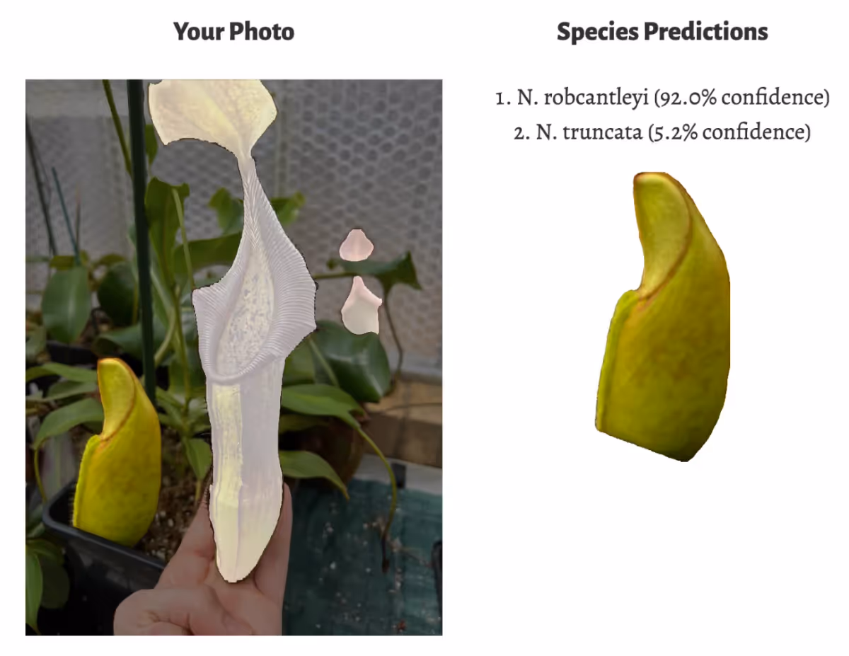 Identification of N. robcantleyi based on partially inflated pitcher.