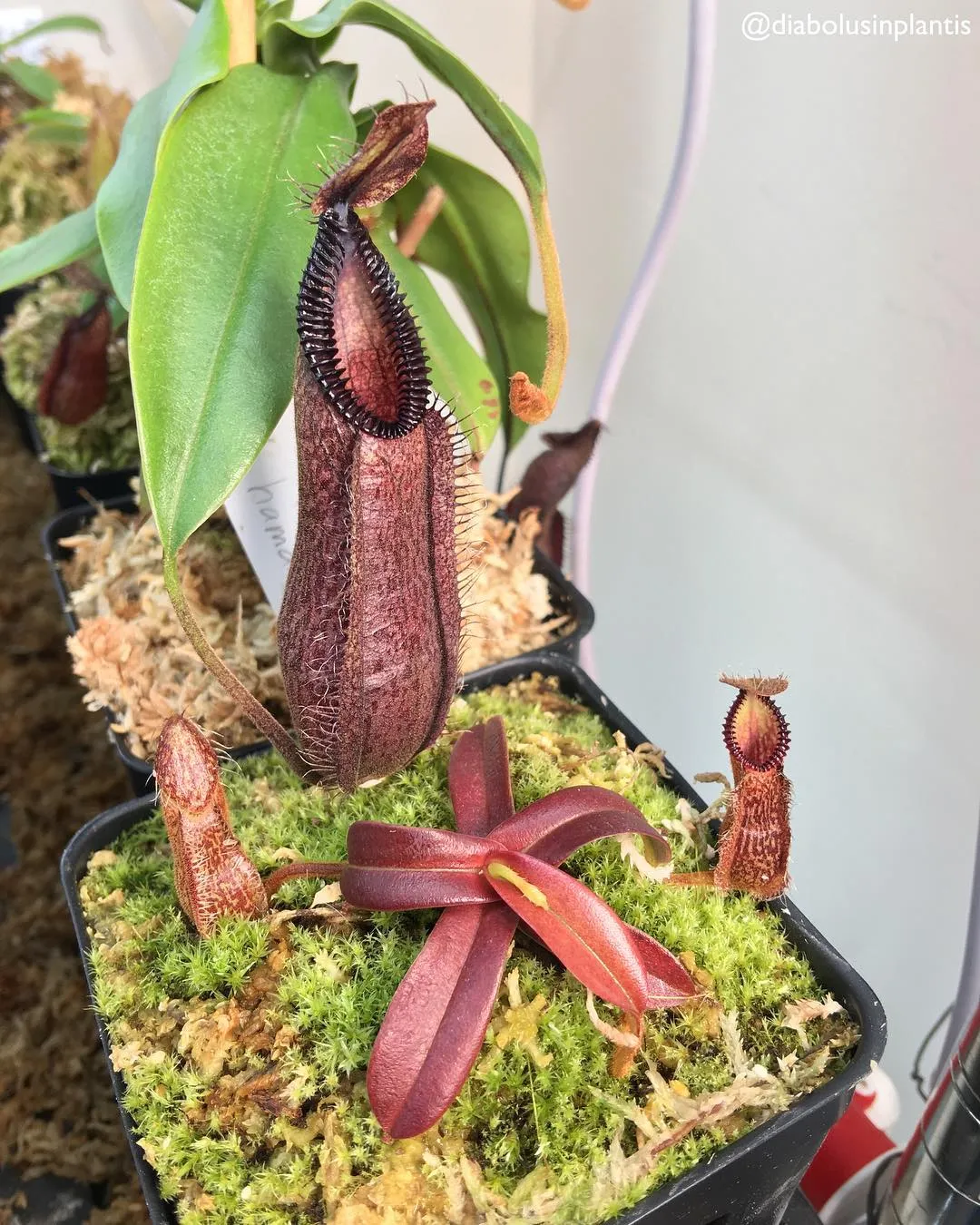 Instagram hacking nepenthes