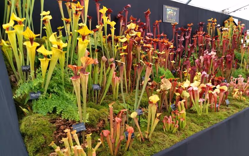 Q&A with Mike King of Shropshire Sarracenias