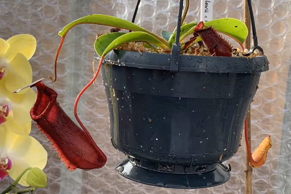 A look inside my new Nepenthes greenhouse
