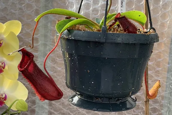 A look inside my new Nepenthes greenhouse