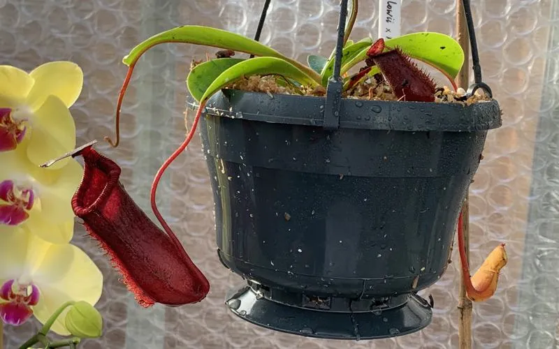 A look inside my new Nepenthes greenhouse