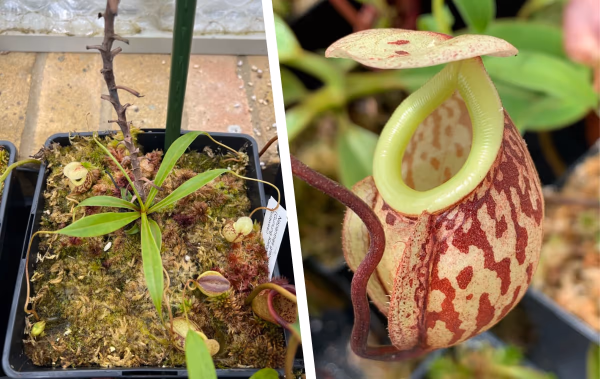 Nepenthes glabrata vine with a basal rosette. On the right is a close-up a lower pitcher.