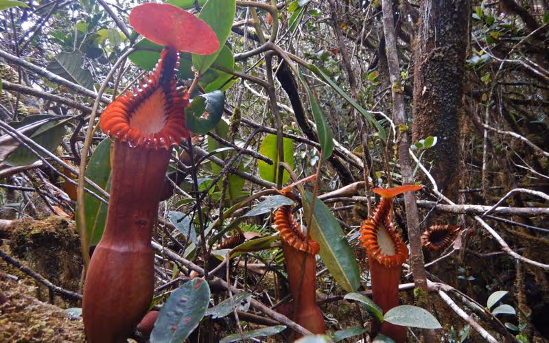 Nepenthes Guide 2018 Upgrade: In Situ Species Photos