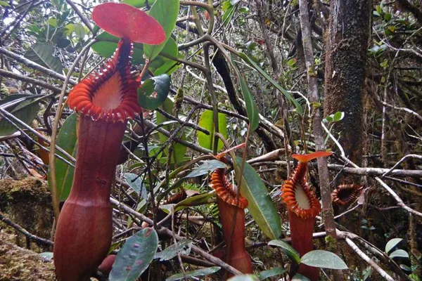 Nepenthes Guide 2018 Upgrade: In Situ Species Photos