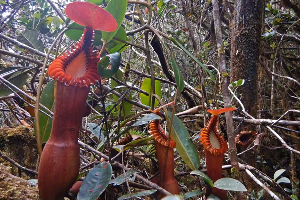Nepenthes Guide 2018 Upgrade: In Situ Species Photos
