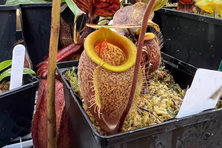 Now available: Nepenthes Species Identifier V2
