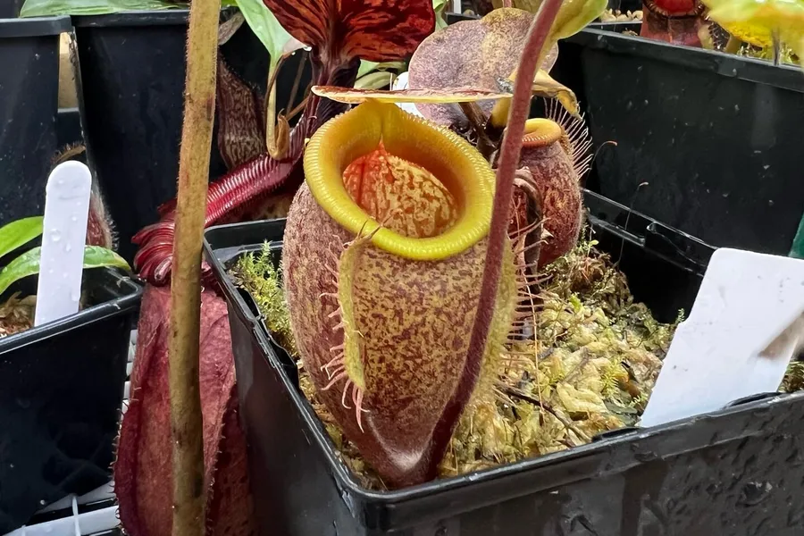 Now available: Nepenthes Species Identifier V2