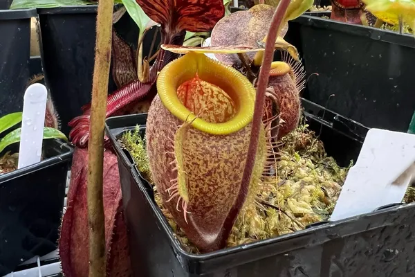 Now available: Nepenthes Species Identifier V2