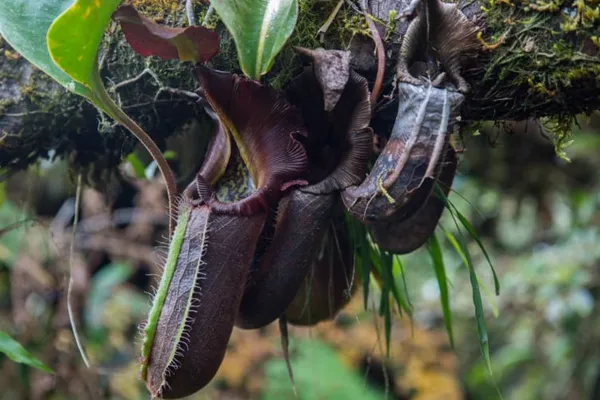 Identifying Nepenthes species with AI