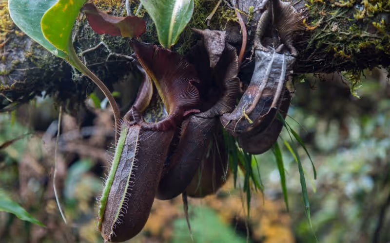 Identifying Nepenthes species with AI
