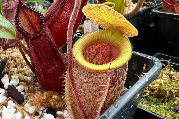 Now available: Nepenthes Species Identifier V2