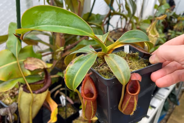 Why is my tropical pitcher plant not making pitchers?