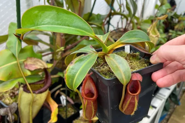 Why is my tropical pitcher plant not making pitchers?