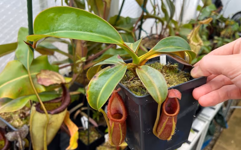 Why is my tropical pitcher plant not making pitchers?