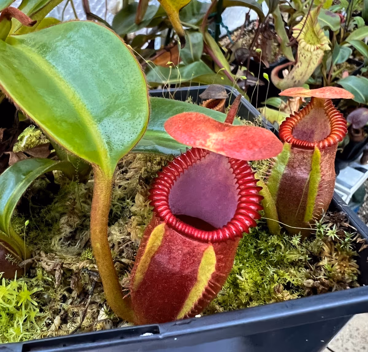 Nepenthes macrophylla, a beautiful highland plant which I've found can be fussy about pitchering.