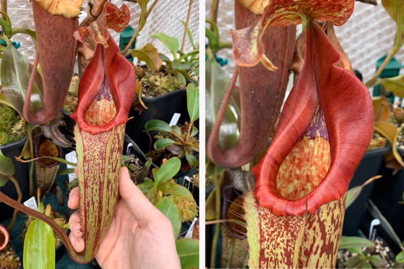 My Nepenthes maxima, BE-3067.