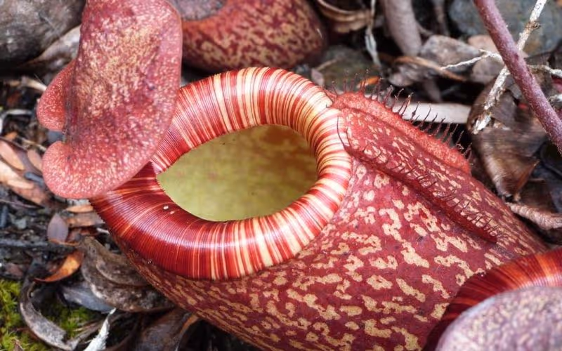 Species Showcase: Nepenthes peltata, by Francis Bauzon