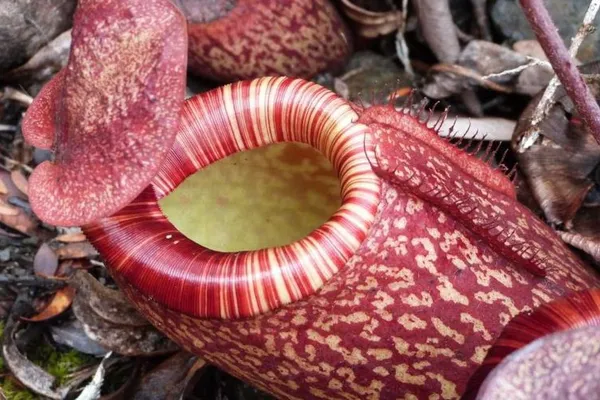 Species Showcase: Nepenthes peltata, by Francis Bauzon