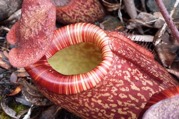 Species Showcase: Nepenthes peltata, by Francis Bauzon
