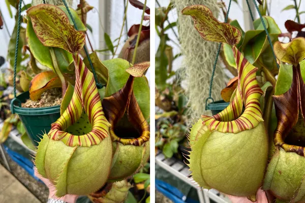 Species Showcase: Nepenthes veitchii