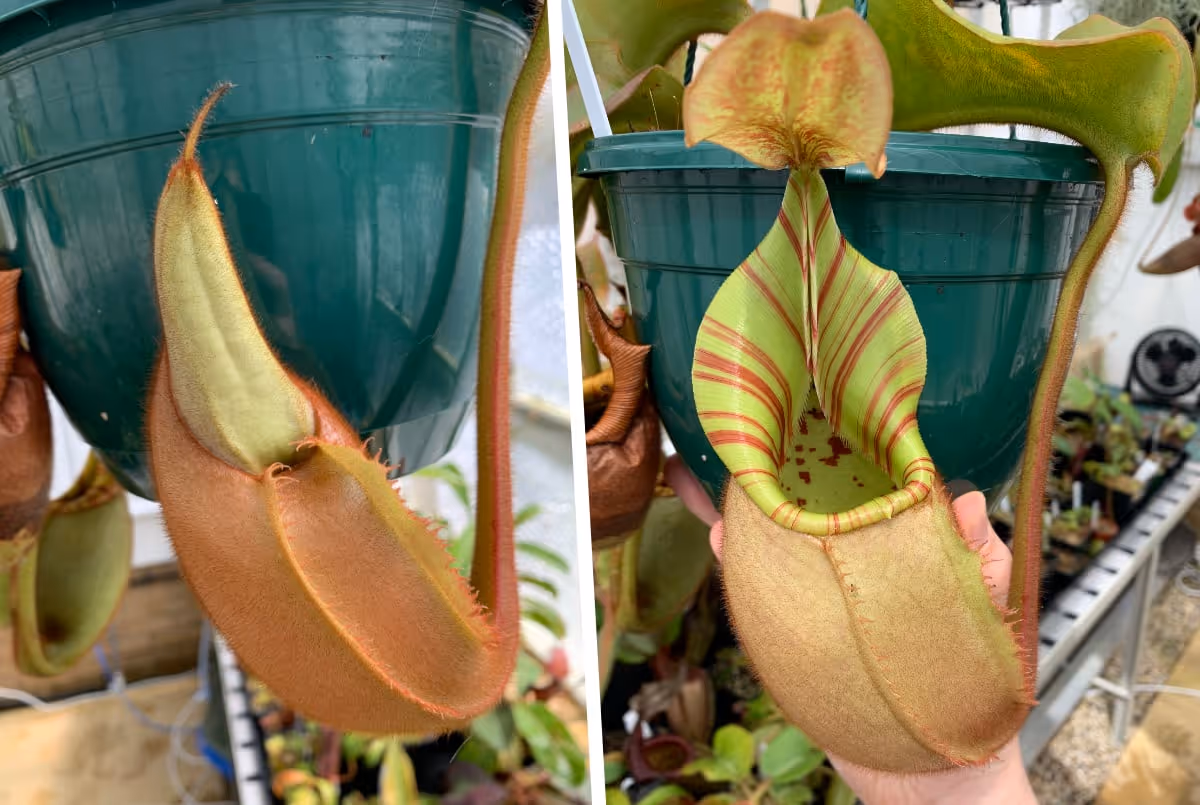 Raising the humidity can encourage pitcher production - notice how this Nepenthes veitchii pitcher has inflated then popped open, ready to catch prey.