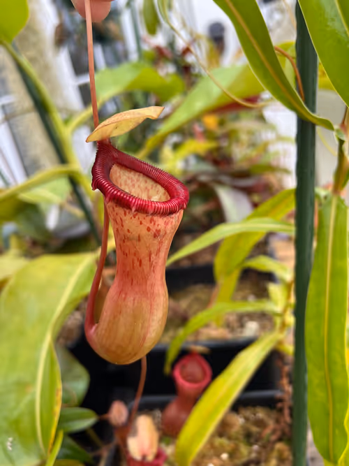 Nepenthes ventricosa, a species I'd recommend for windowsill growing